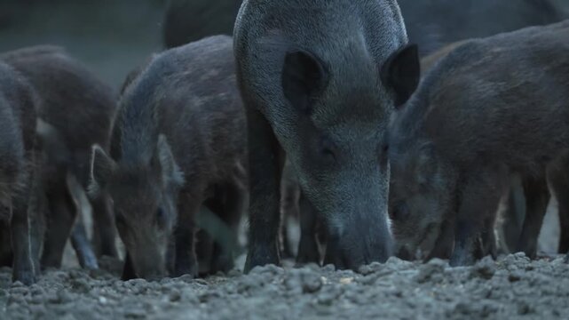Herd of wild pigs foraging in the forest