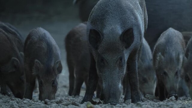 Herd of wild pigs foraging in the forest