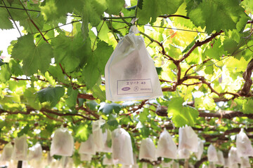 葡萄園ぶどう園ぶどう狩り