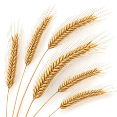 wheat ears isolated on white background