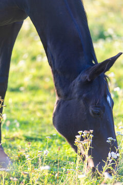 A peaceful shot of a horse grazing in a sun-drenched pasture, with golden light illuminating its dark coat. The image captures a serene moment of rural life.