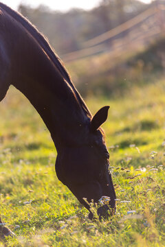 A peaceful shot of a horse grazing in a sun-drenched pasture, with golden light illuminating its dark coat. The image captures a serene moment of rural life.