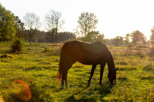 A beautiful horse grazes peacefully in a sunlit green meadow with wildflowers. The golden hour light creates a warm and serene atmosphere, perfect for themes of nature and rural life.