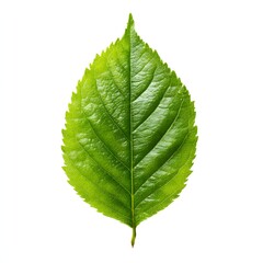 Obraz premium a green leaf on a white background