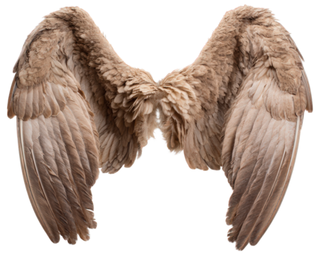 Brown feather wing angelic object isolated on transparency background detailed texture soft elegant fantasy spiritual decorative symmetrical peaceful magical ethereal inspiring