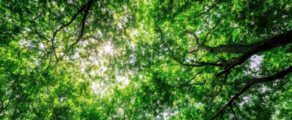 Obraz premium The Lush Green Canopy Illuminated by Gentle Sunlight in a Tranquil Forest.