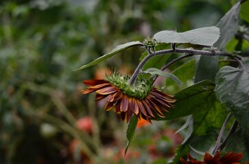 Mexican red sunflower back in green garden