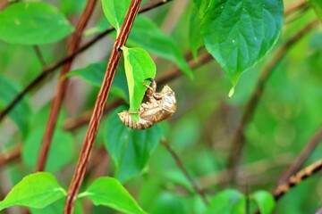 여름 풍경, 매미허물