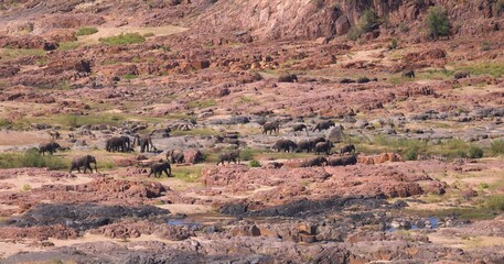 elephants in landscape