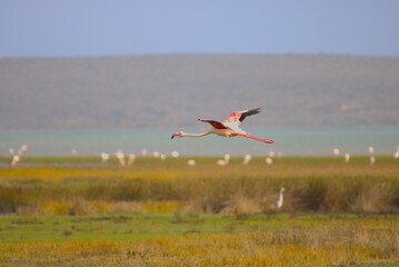 flying flamingo