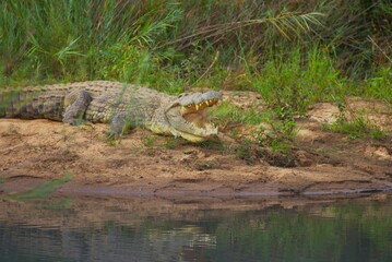 alligator in the swamp