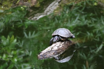 Fototapeta premium turtle in the water