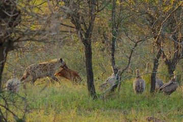 spotted hyena with prey in the wild
