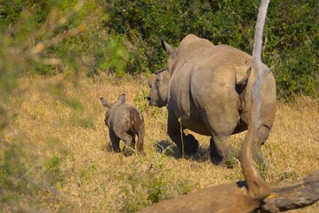 rhino and baby