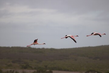 flamingos in flight