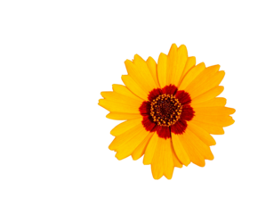 Vibrant Coreopsis PNG – Garden Bloom with Lush Green Leaves Transparent Background