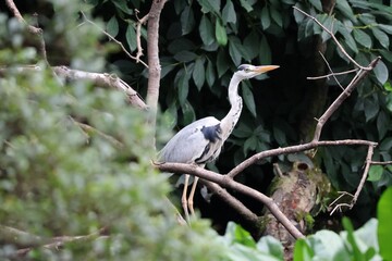 A grey heron relaxing among the greenery