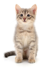Fototapeta premium Cute kitten isolated on white background