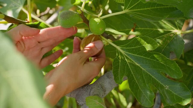 The hands of a man who carefully removes ripe figs from a fig tree branch symbolize a healthy harvest.