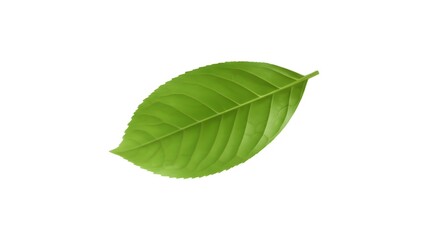Fototapeta premium Vibrant Green Leaf A Detailed Close-Up of Nature's Delicate Structure