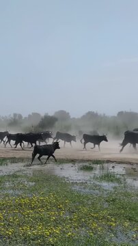 Vertical HD video of bulls running in a Camargue manade.