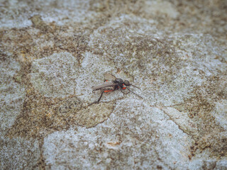 A lone Red legged St Mark's fly (AKA Heather Fly) on the Derbyshire moorland (Bibio pomonae)