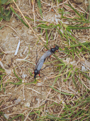 A pair of Red legged St Mark's flies (AKA Heather Fly) mating on the Derbyshire moorland (Bibio pomonae)