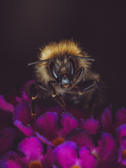 A buff-tailed Bumblebee feeding on a Buddleia plant at night (Bombus terrestris)