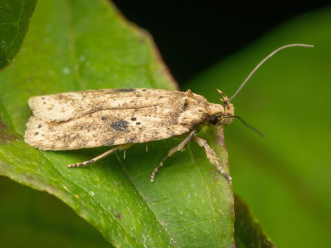 A Brindled Buff moth on a leaf (Agonopterix arenella)