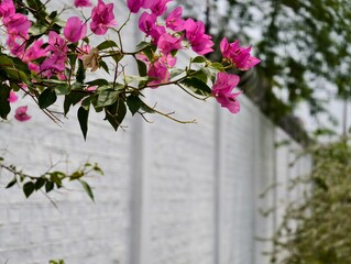 Pink bougainvillea flowers blooming against white wall in summer garden nature photography