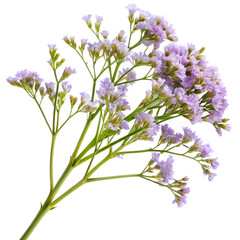 Fototapeta premium wild flowers isolated on white background