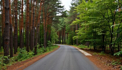 Fototapeta premium Scenic road trip through serene pine forest nature photography tranquil environment peaceful viewpoint