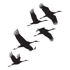 Fototapeta premium Flock of cranes flying silhouette