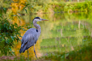 Elegant grey heron captured near water’s edge, showcasing details of feathers and beak
