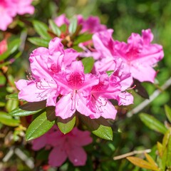 Fototapeta premium Blooming pink azaleas in sunlight