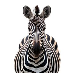 Close up portrait of a zebra isolated on transparent background looking directly at the camera
