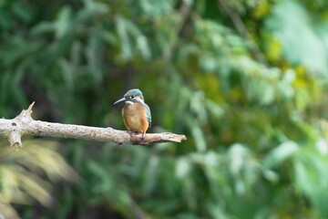 枝にとまるカワセミ