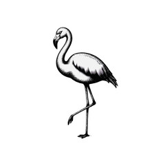 Obraz premium Monochrome drawing a flamingo standing on one leg on