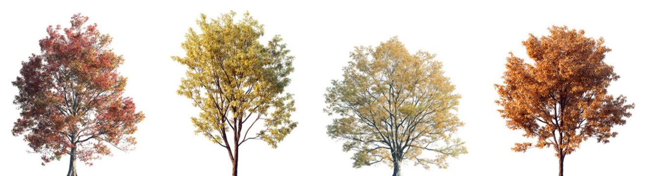 Set of autumn Quercus phellos and Quercus serrata trees isolated png on a transparent background perfectly cutout