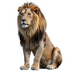 Obraz premium Majestic lion sitting isolated on transparent background, a symbol of strength and beauty