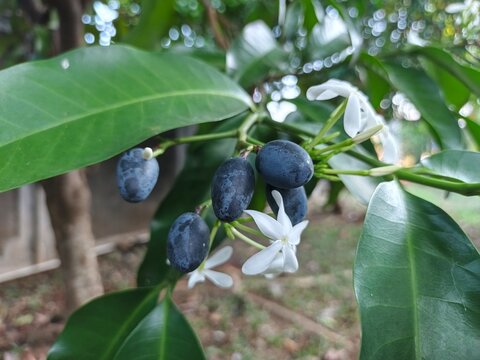 Kopsia Flowers Add a Touch of Elegance to Tropical Yards