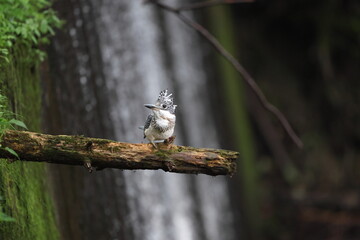 The crested kingfisher (Megaceryle lugubris pallida) is a very large kingfisher that is native to parts of southern Asia. This photo was taken in Hokkaido, Japan.