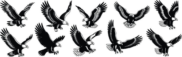 Eagle silhouette illustration collection, flying and landing poses, detailed bird of prey artwork, wildlife drawing, raptor design, nature clipart, freedom concept
