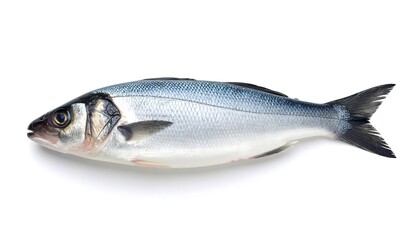 Obraz premium Fresh whole fish