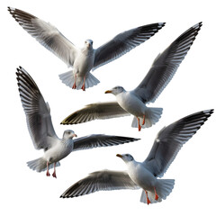 Obraz premium Flock of seagulls flying with their wings spread isolated on transparent background