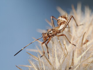 Arilus cristatus es un insecto hemíptero depredador, conocido como chinche asesina gigante, que caza otros insectos y pequeños animales.