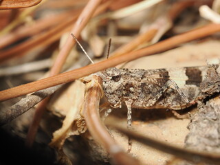 Trimerotropis pallidipennis es un saltamontes de tonos pardos y alas claras, adaptado a zonas áridas y arenosas, donde se camufla entre la vegetación.