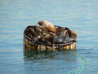Fototapeta premium Seals in Seattle