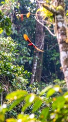 Colorful bird in flight amidst lush forest foliage