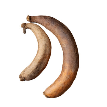 A photo  of Tamarind (Tamarindus indica) capturing its organic curves and rustic color  gentle, natural lighting and sharp focus